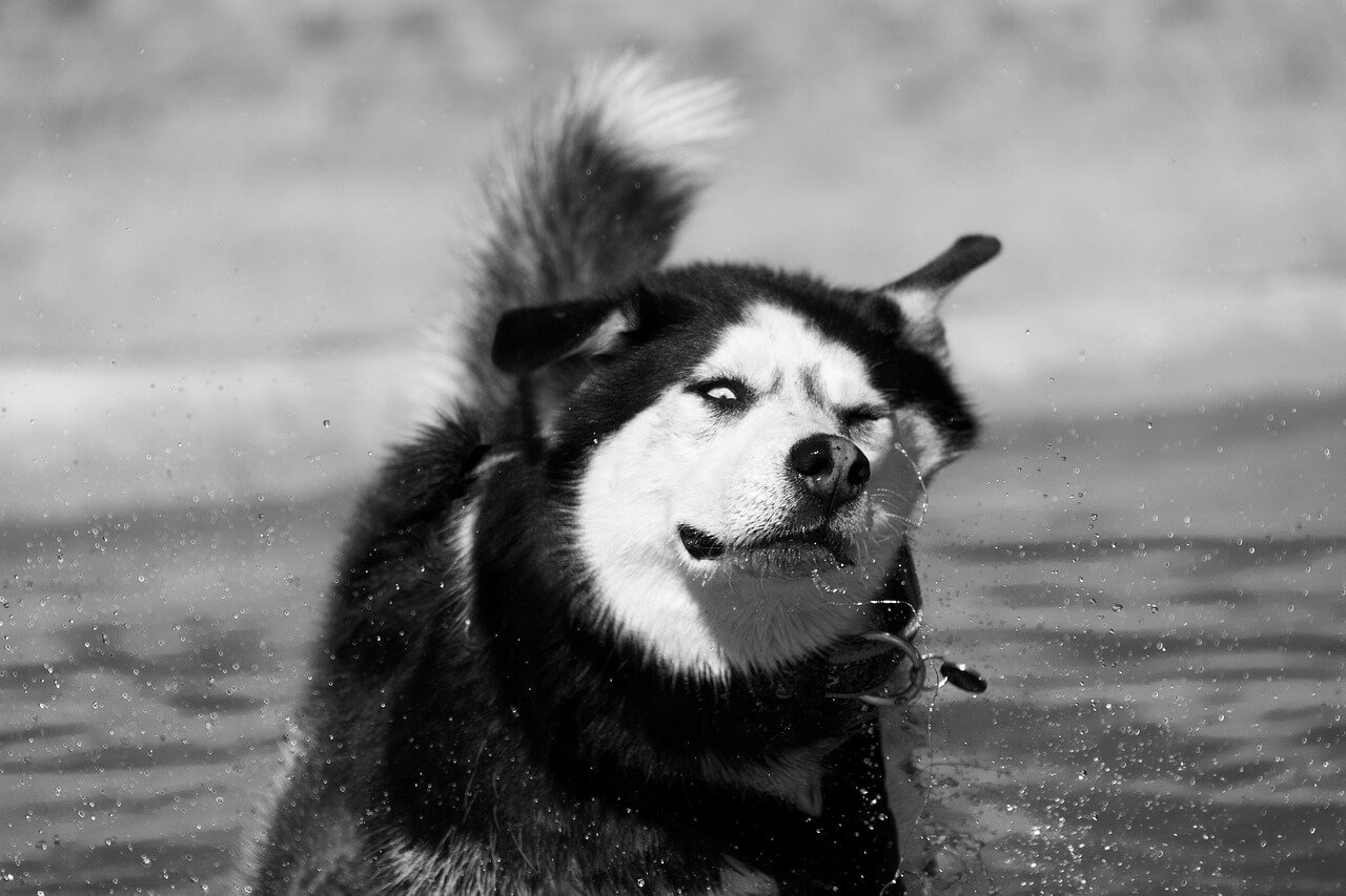Understanding a Dogs Chipped Tooth: Best 7 Health Tips!