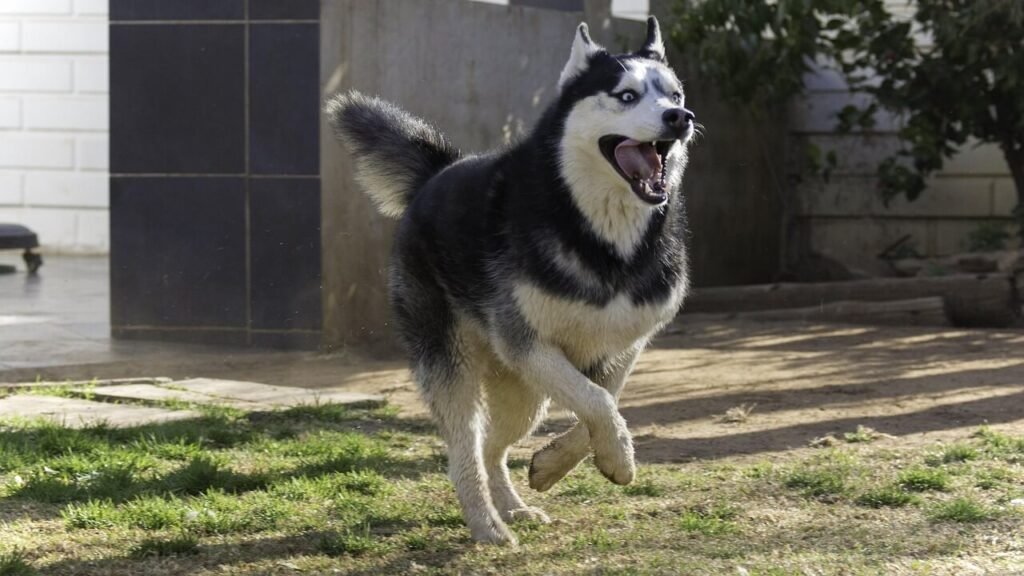 What Happens If Your Dog Ate Fertilizer? Best 7 Tips!