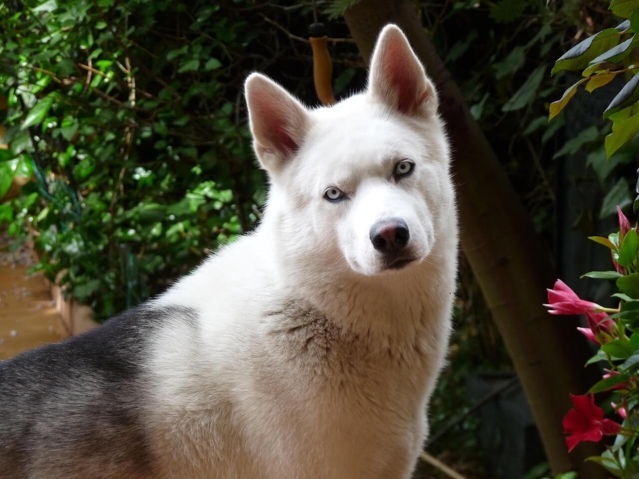 Understanding Spondylosis Deformans in Dogs: Best 7 Tips!