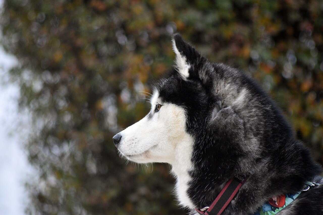 Understanding Dog Muscle Spasms: Best 7 Health Tips!