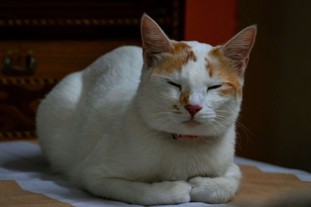 Understanding Cat Nose Scabs: Best 7 Health Tips!