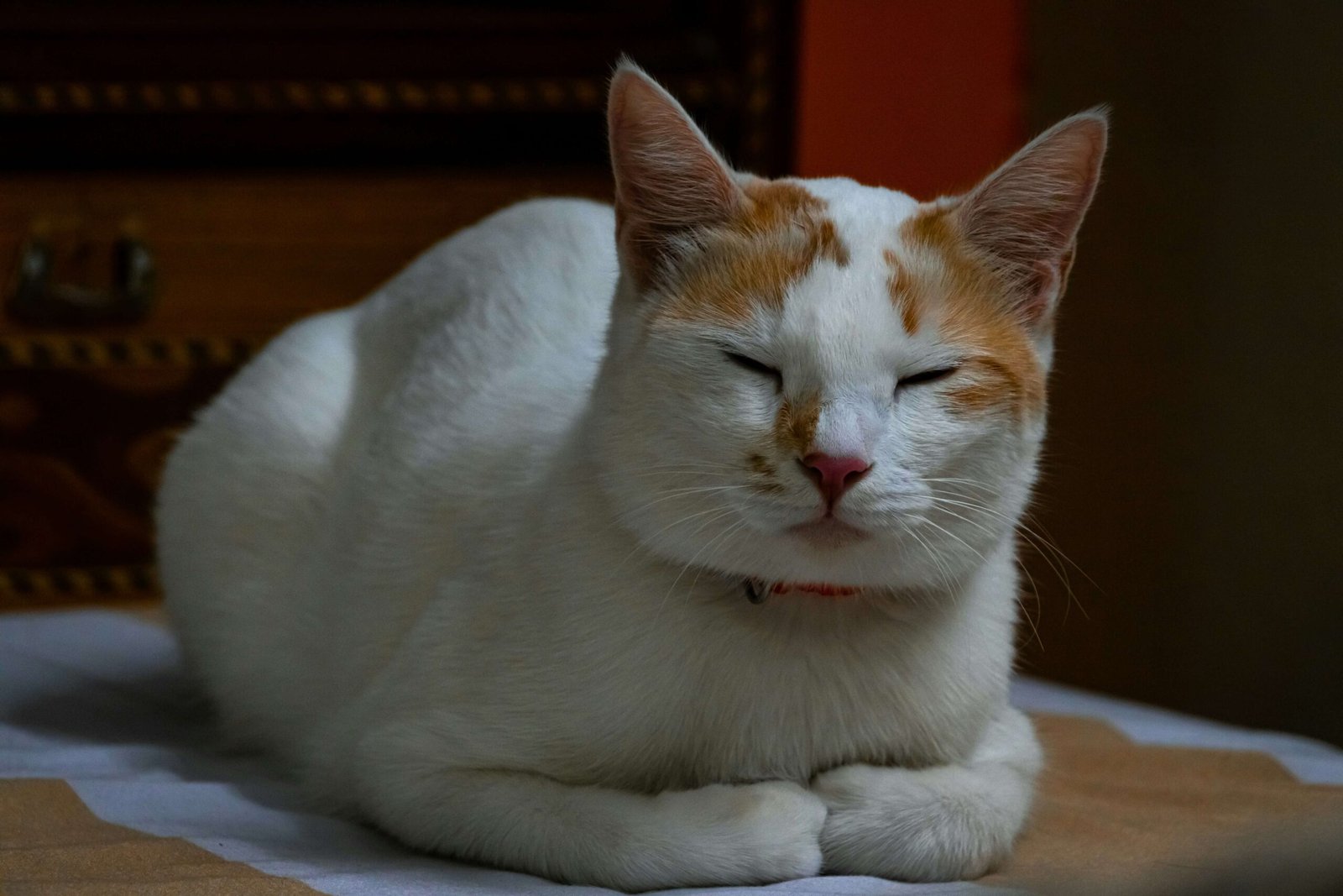 Understanding Cat Nose Scabs: Best 7 Health Tips!