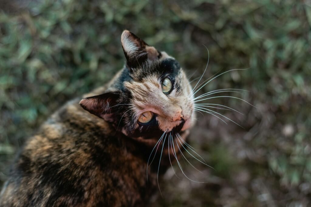 Why Do Cats Scratch Around Their Food? Best 7 Behavior Tips!