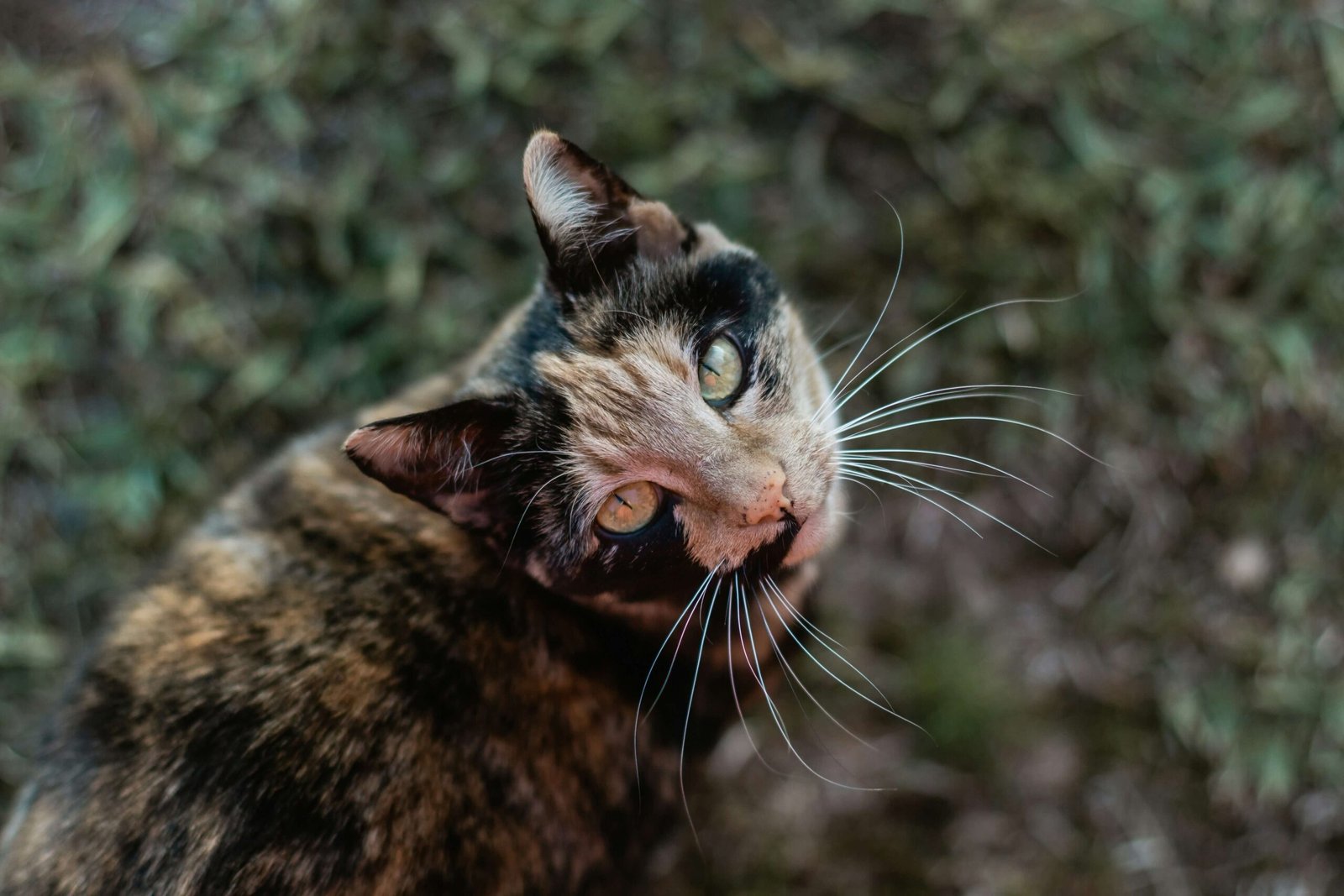 Why Do Cats Scratch Around Their Food? Best 7 Behavior Tips!