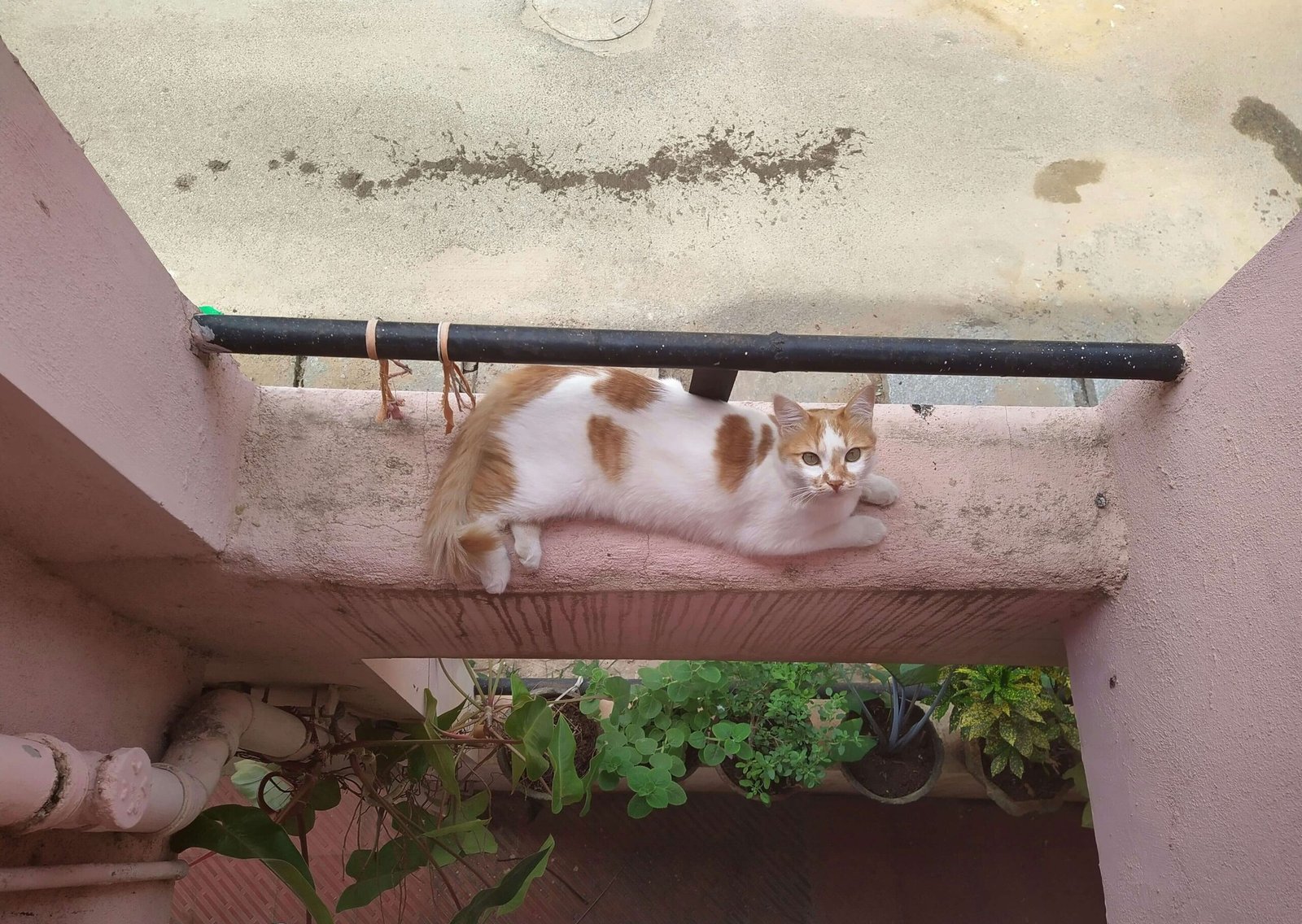 Why Is My Cat So Skinny? Best 7 Health Tips!