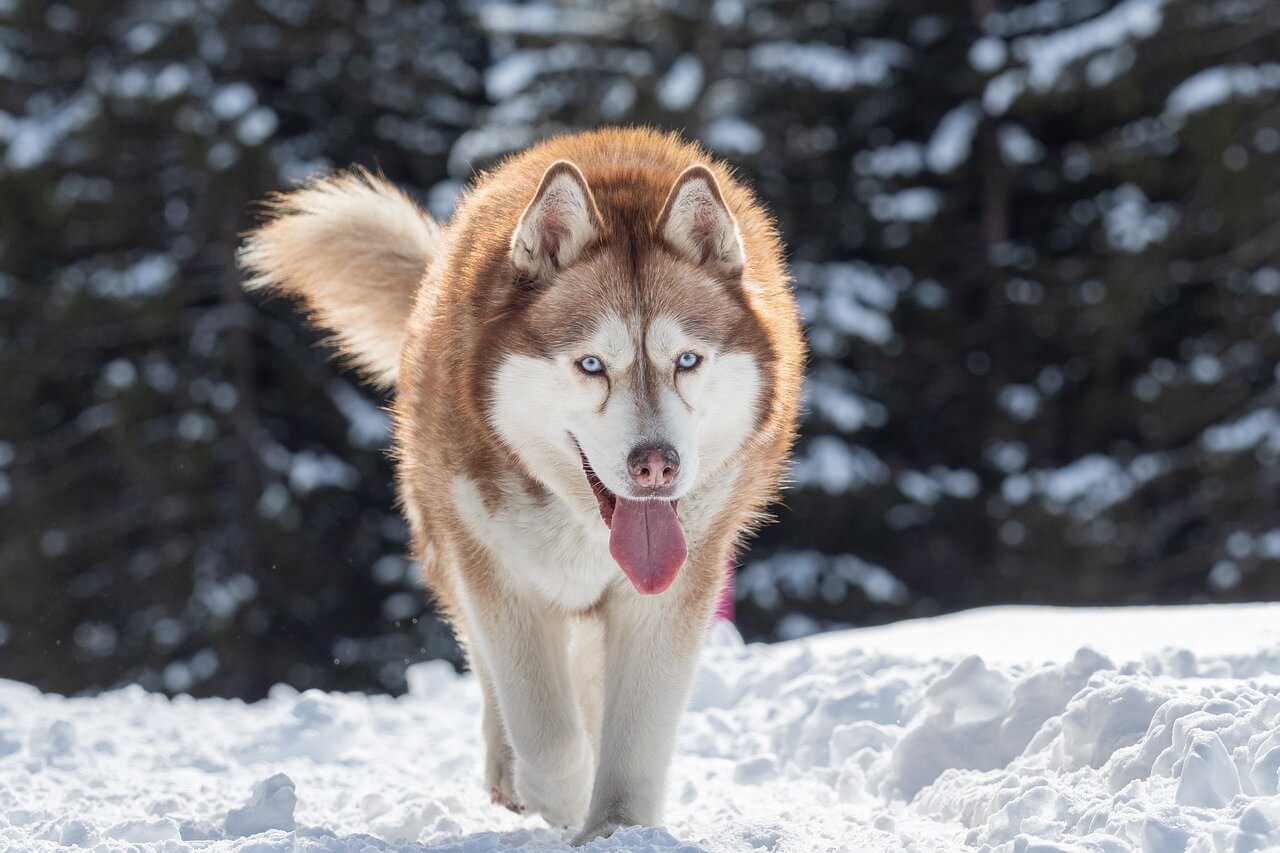 The Best Dog Food for Huskies: Best 7 Expert Tips!