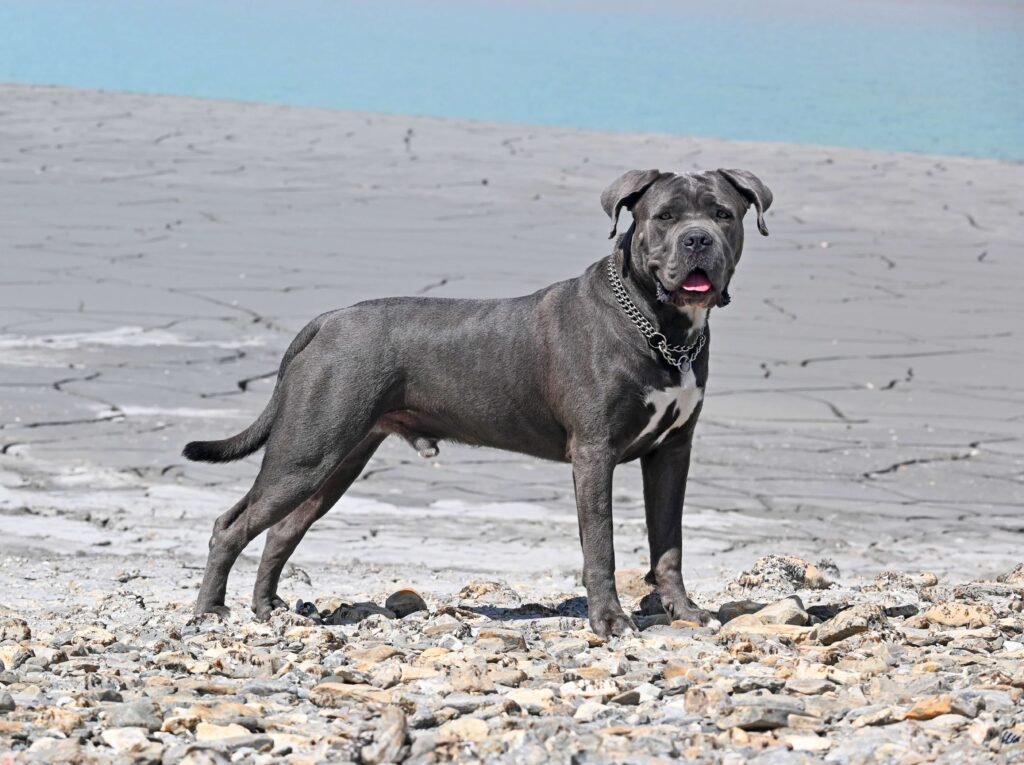 Can Dogs Hold Their Pee for 12 Hours Overnight? Best 7 Tips!