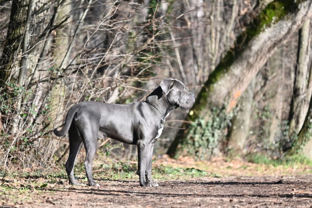 Old Money Dog Names: Best 7 Expert Tips!
