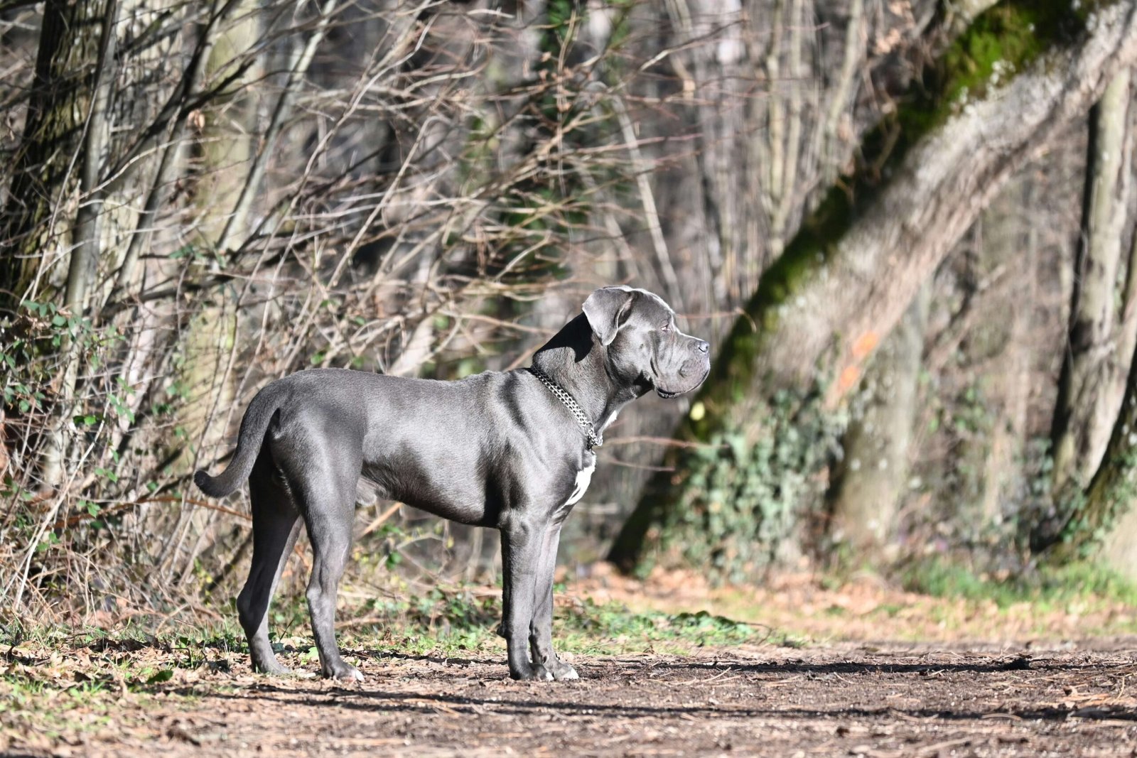 Old Money Dog Names: Best 7 Expert Tips!