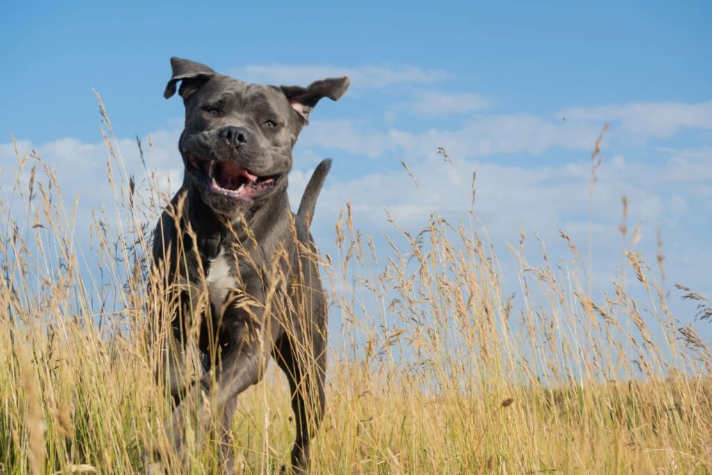 Can My Dog Eat Salami? Best 7 Health Tips!