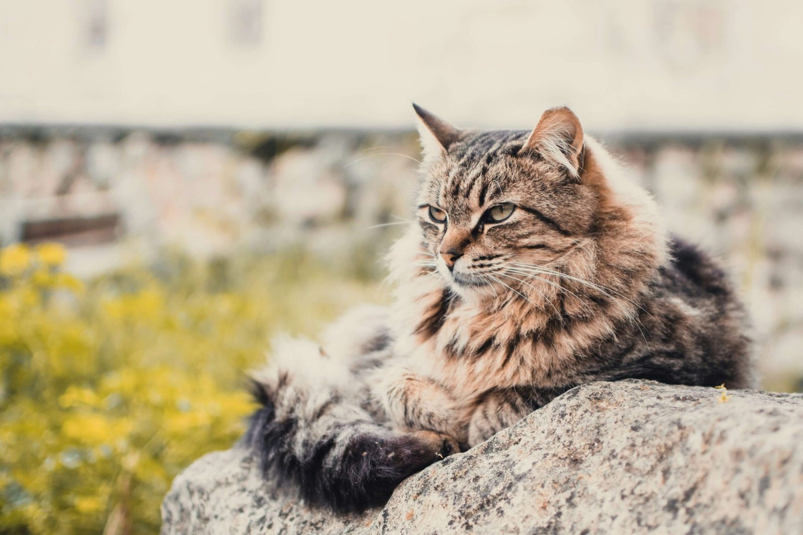 What Color Is Cat Pee? Best 7 Health Tips!