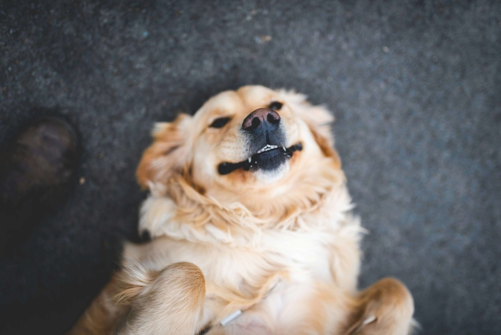 Spanish Boy Dog Names: Best 7 Expert Tips!