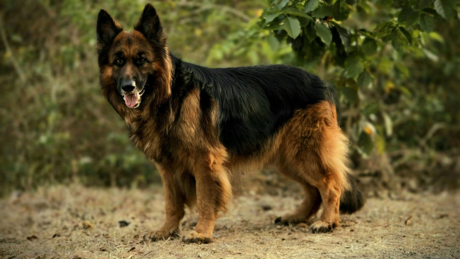How Often Should You Groom Your Dog? Best 7 Expert Tips!