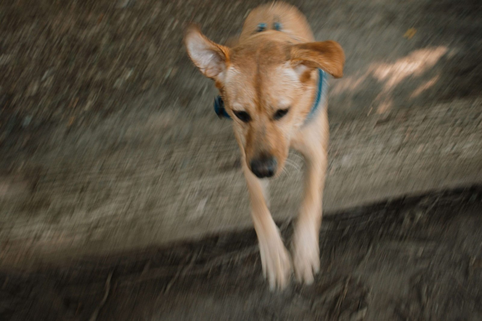 Can Dogs Eat Chicken Nuggets? Best 7 Health Tips!