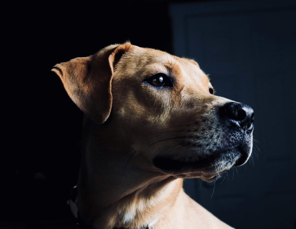 How Long Should a Dog Wait to Play After Eating? Best 7 Tips
