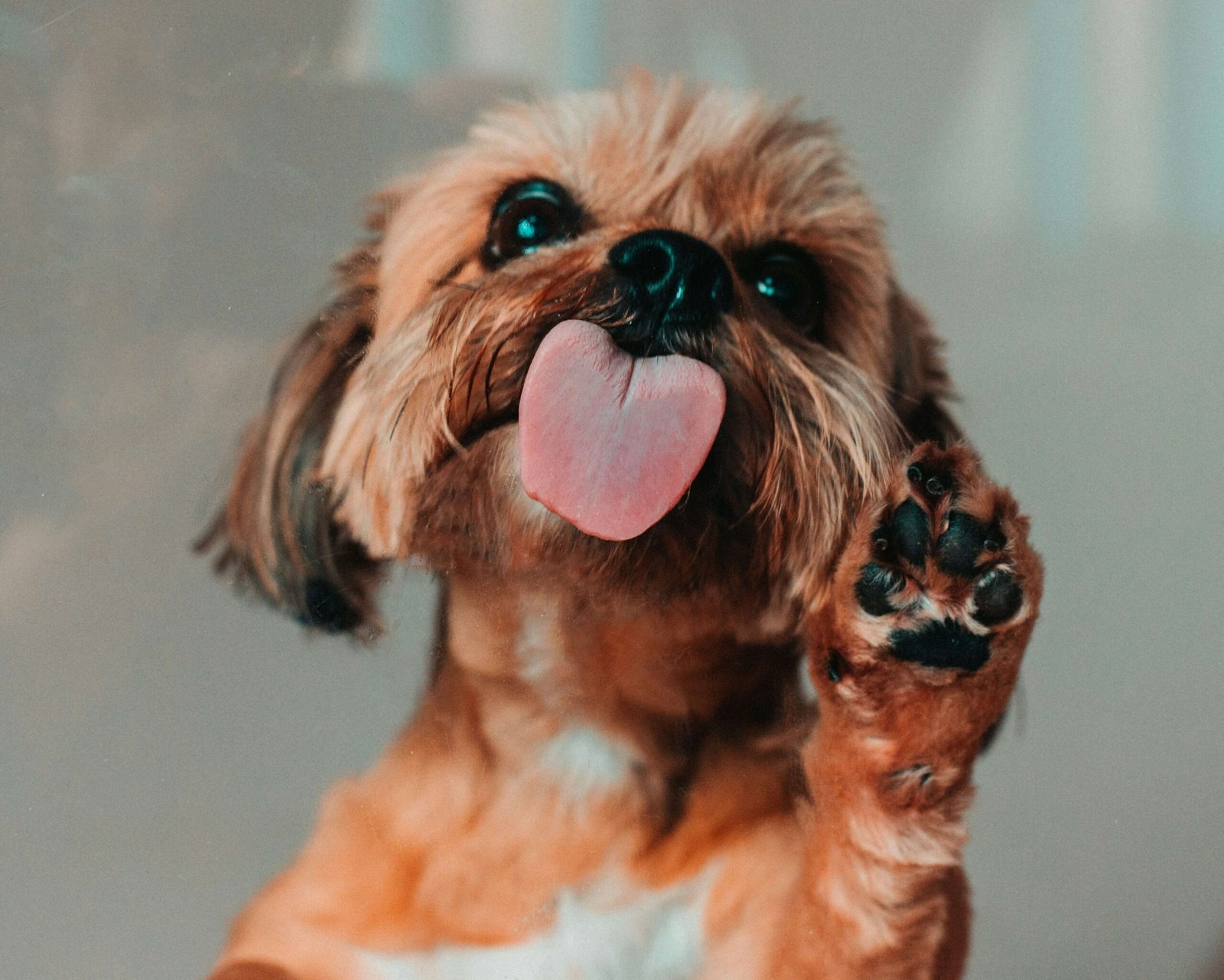 Understanding and Managing a Dog Nail Split: Best 7 Tips!