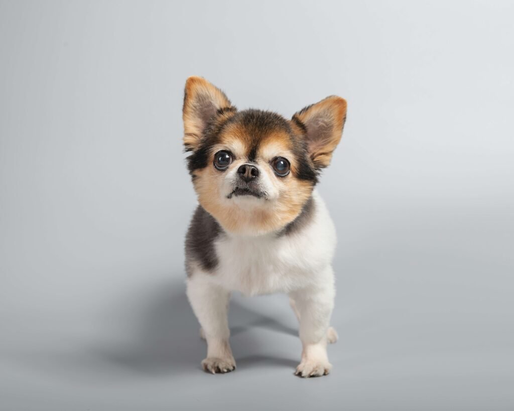 My Dog Ate a Sock: Best 7 Health Tips!