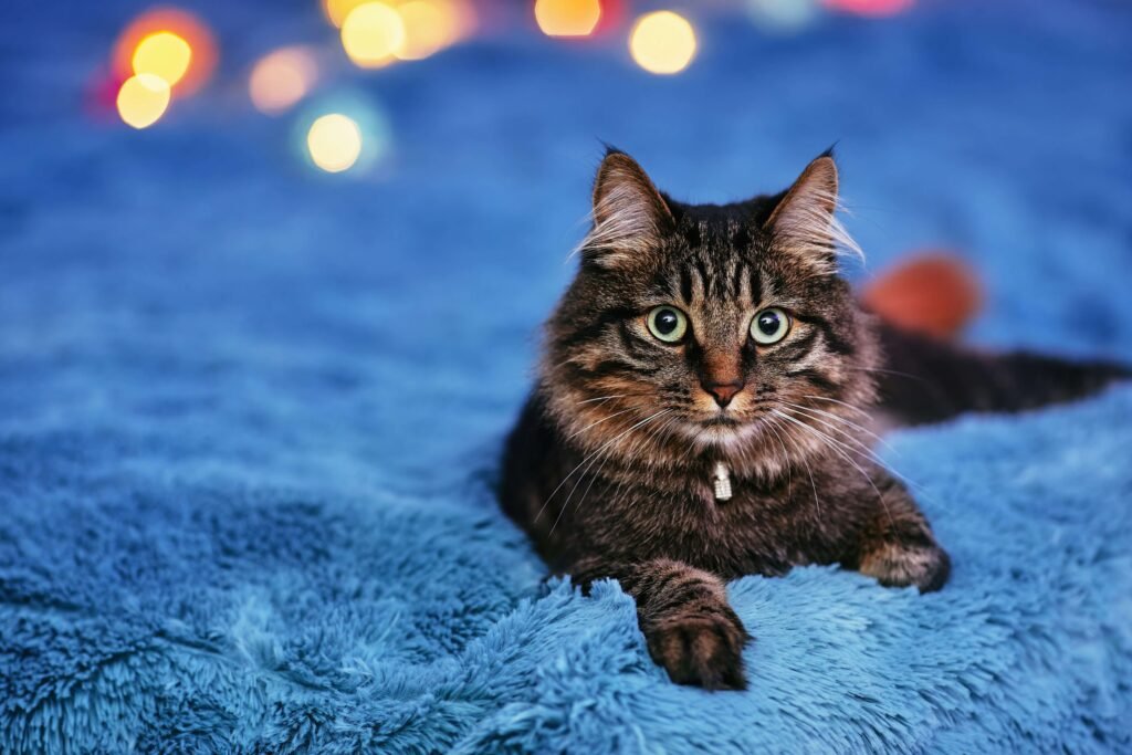 Why Does My Cat Sleep on My Pillow? Best 7 Behavior Tips!