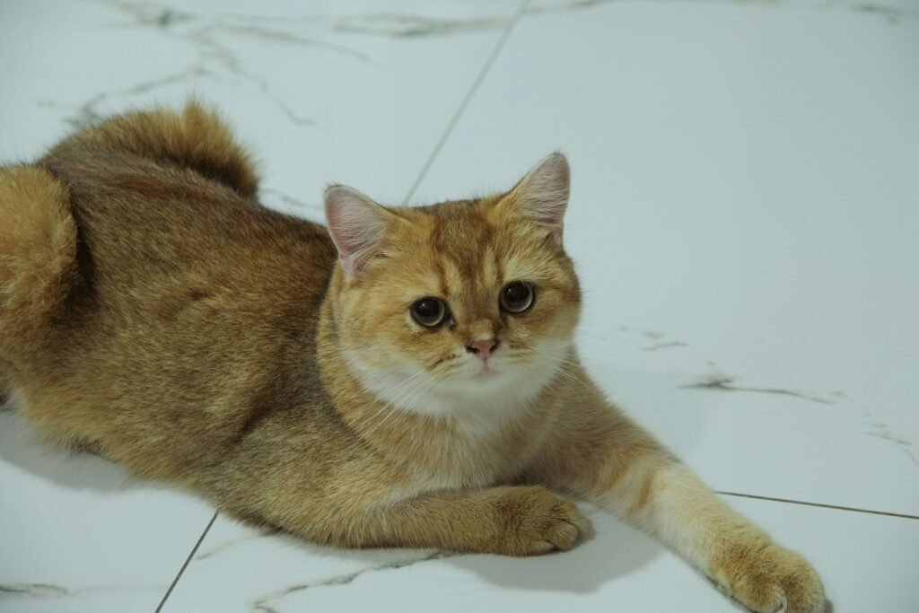 Why Is My Cat Eating My Hair? Best 7 Expert Tips!