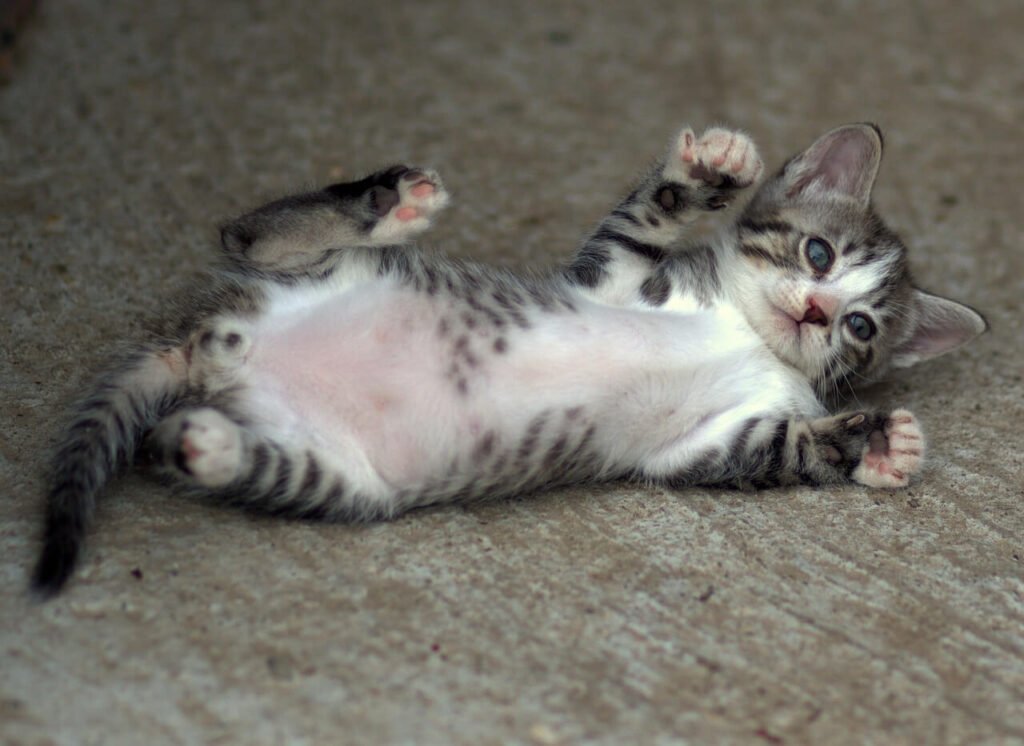 Creating the Perfect Cat Birthing Box: Best 7 Health Tips!
