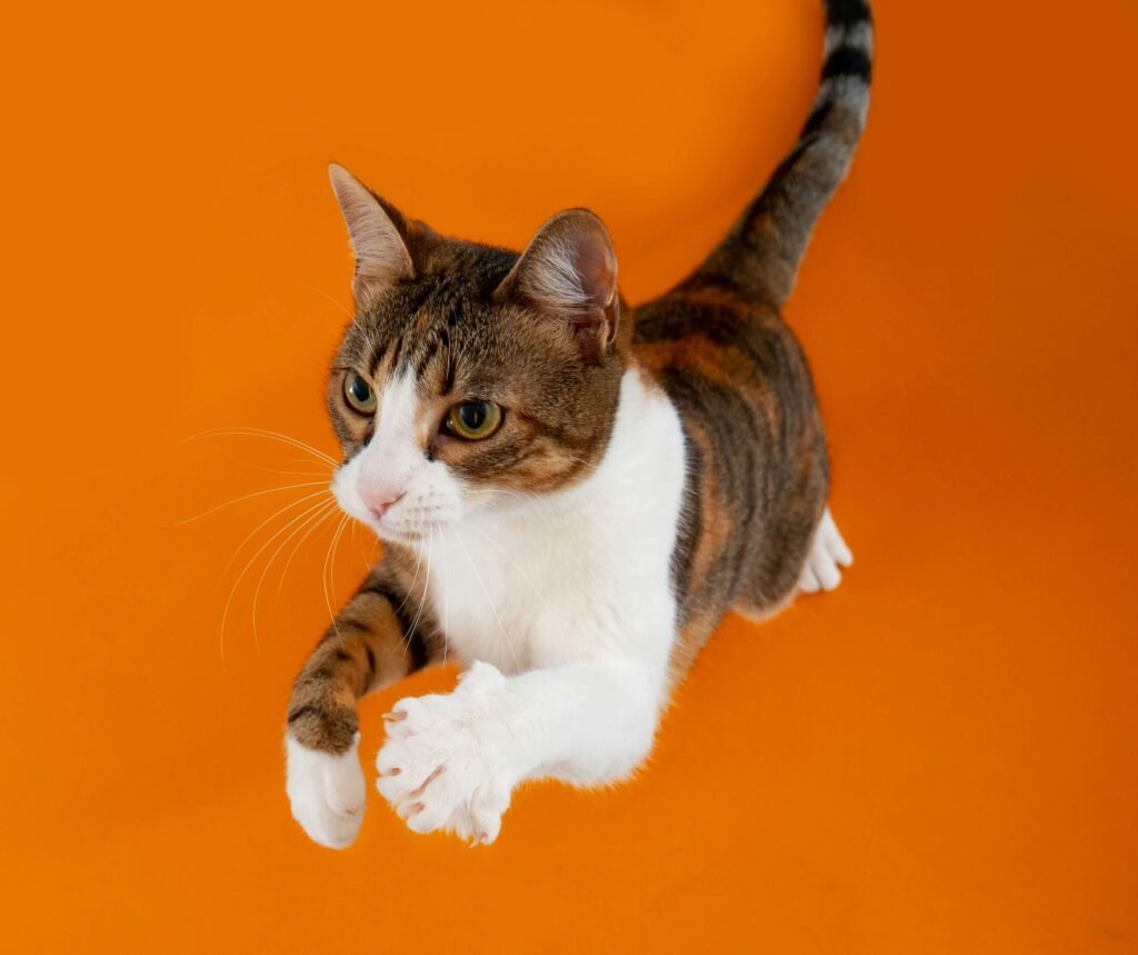 Why Does My Cat Not Like Me? Best 7 Expert Tips!