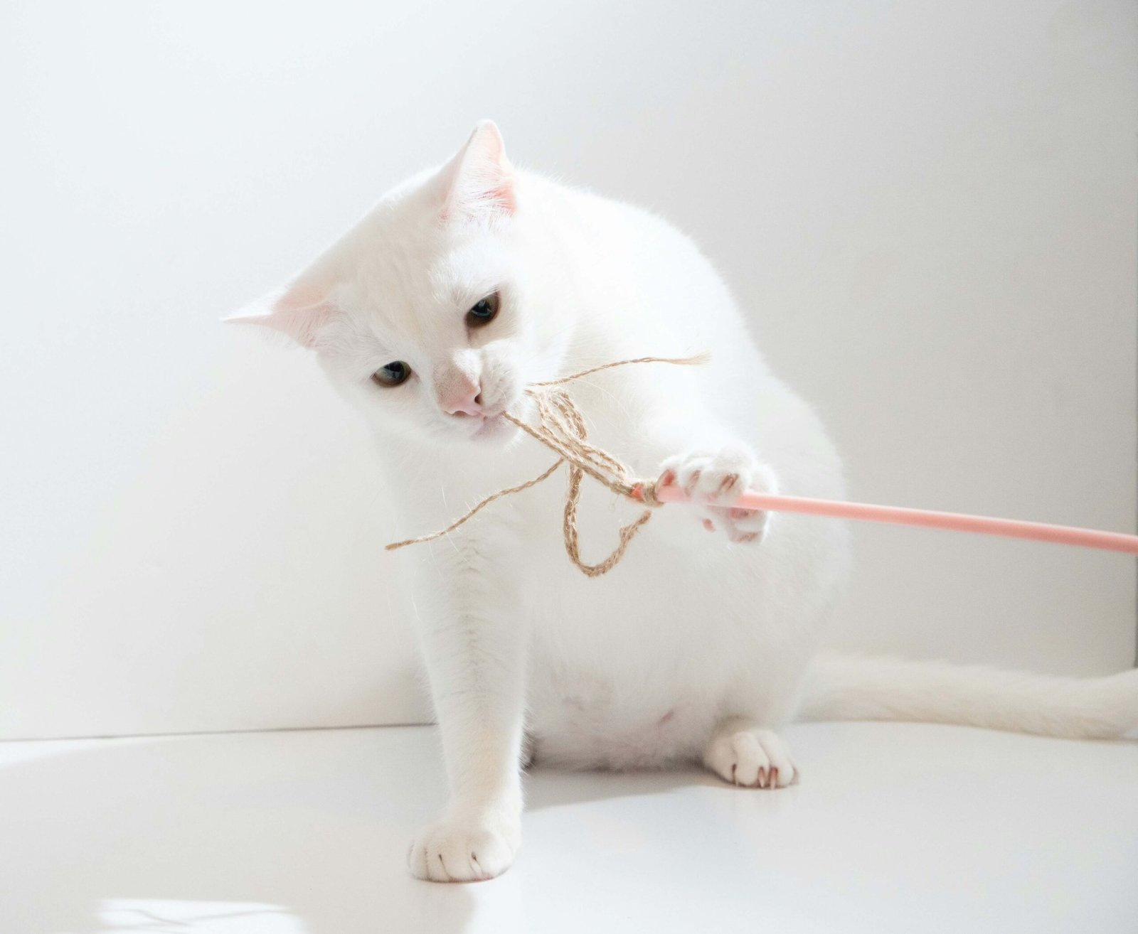 Understanding a Cats Broken Claw: Best 7 Health Tips!