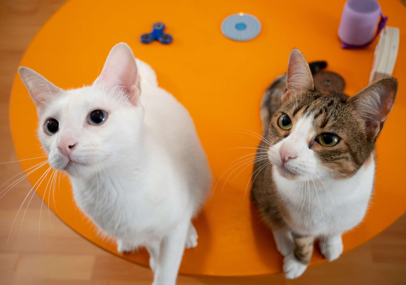 Cat Pooping Jelly-Like Substance with Blood: Best 7 Tips!
