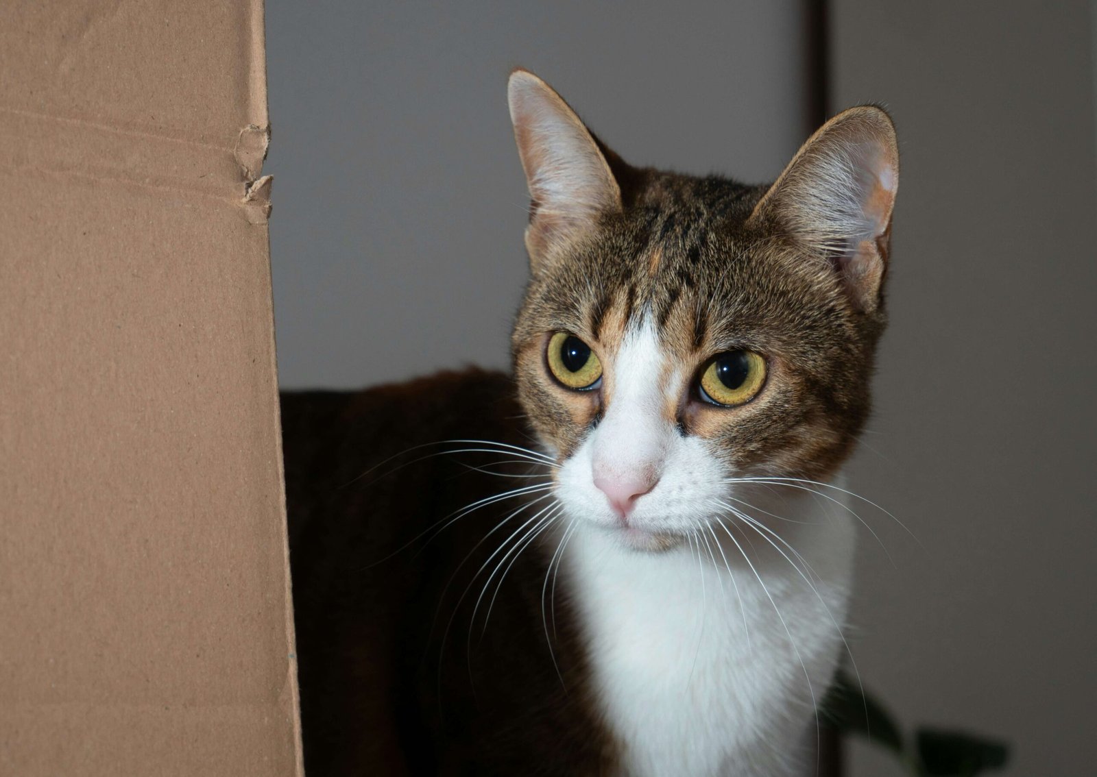 Why Does My Cat Like Earwax? Best 7 Expert Tips!