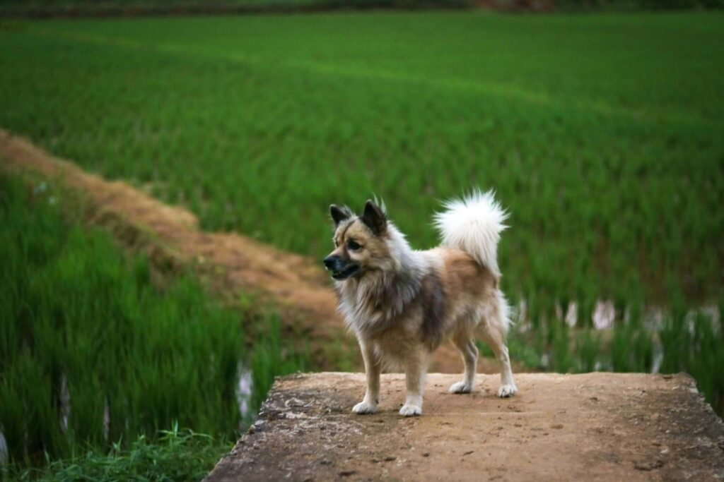 Discovering the Charm of Korean Dog Breeds: Best 7 Tips!