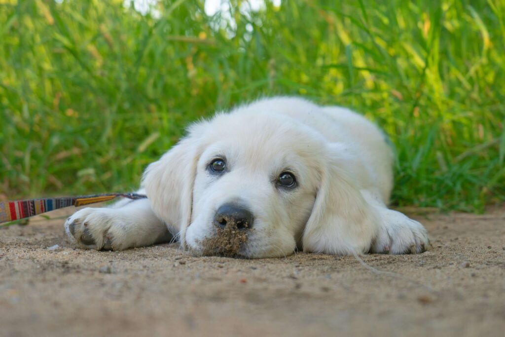 How to Discipline a Puppy: Best 7 Expert Tips!