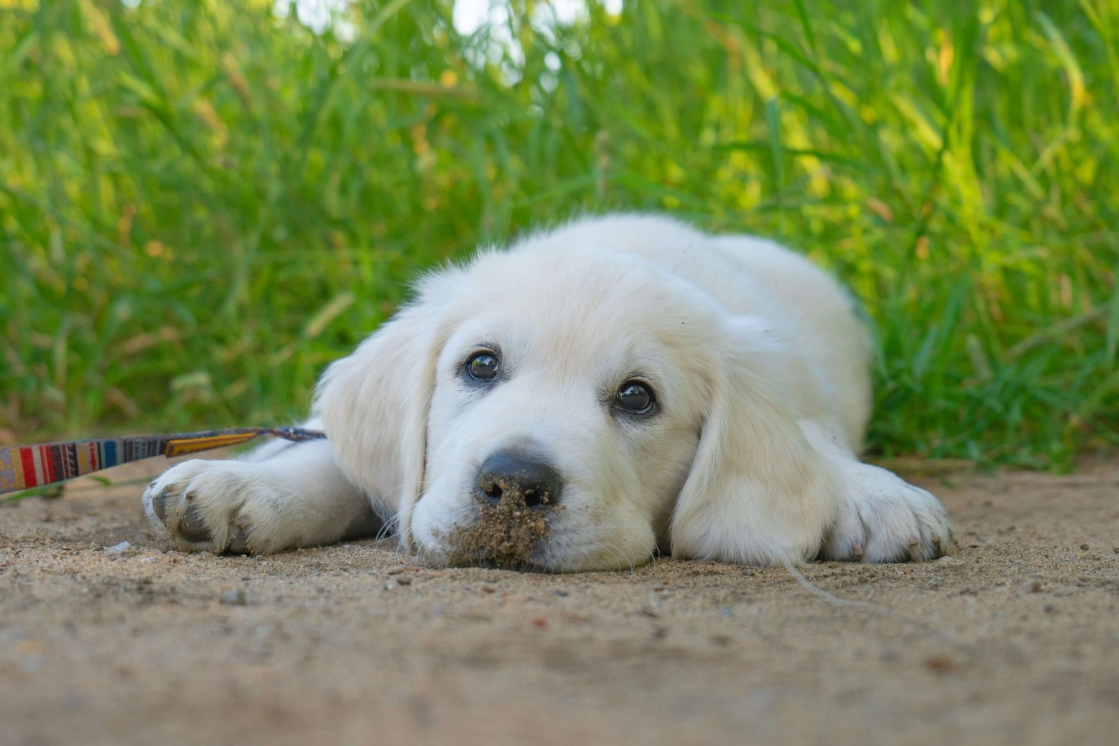 How to Discipline a Puppy: Best 7 Expert Tips!