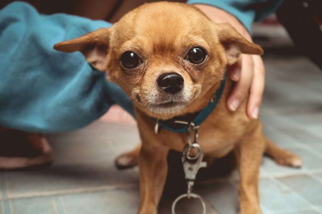 How to Treat an Abscess on a Dog at Home: Best 7 Tips!