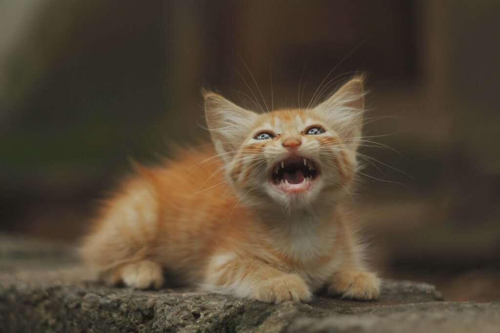 How Many Litters Can a Cat Have? Best 7 Expert Tips!