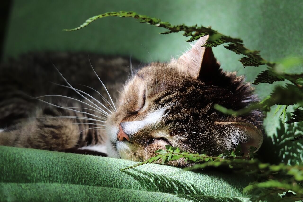 Caring for Your Tortoiseshell Cat: Best 7 Expert Care Tips!