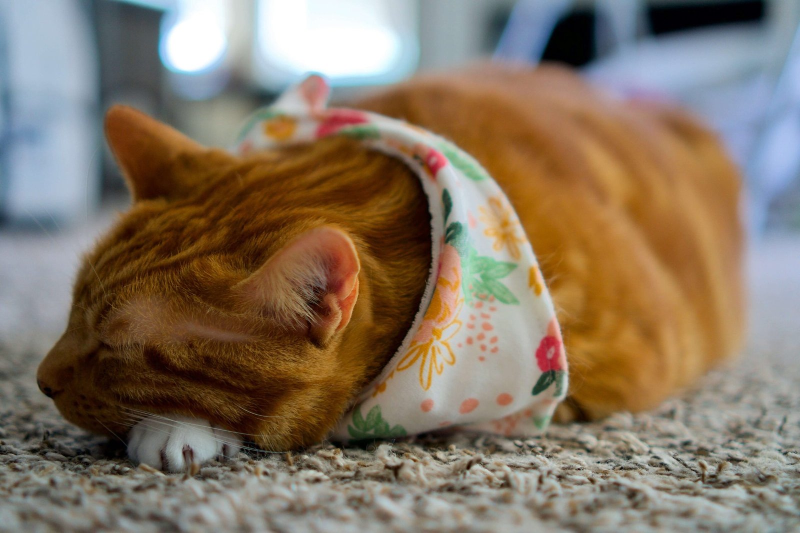 How to Change Cat Litter: Best 7 Expert Tips!