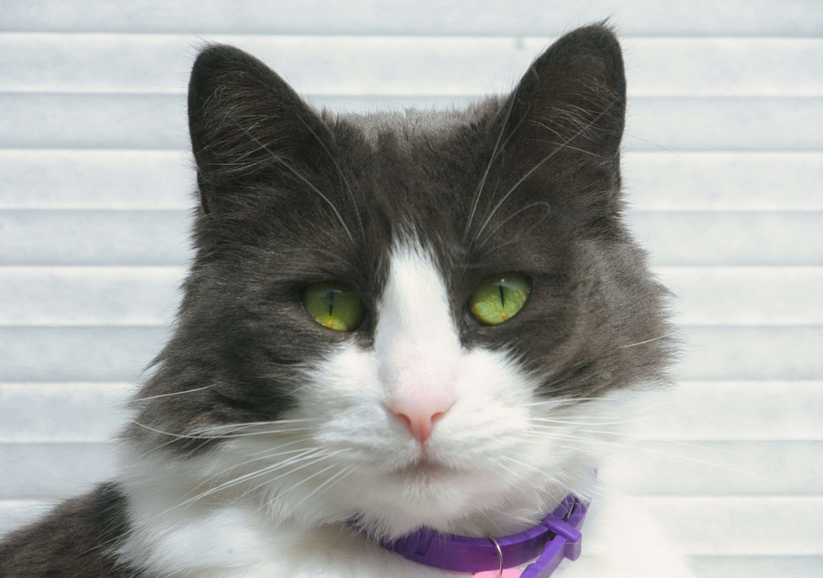 How Many Hairs Does a Cat Have? Best 7 Expert Tips!
