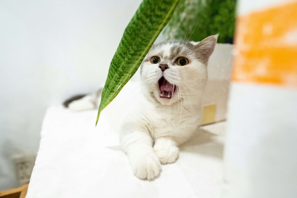 How to Tell How Many Kittens a Cat Will Have: Best 7 Tips!