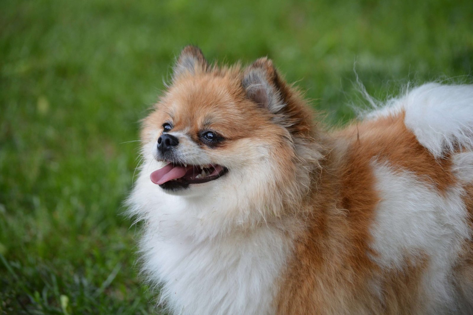 Is It Illegal to Put Dog Poop in the Garbage? Best 7 Tips!