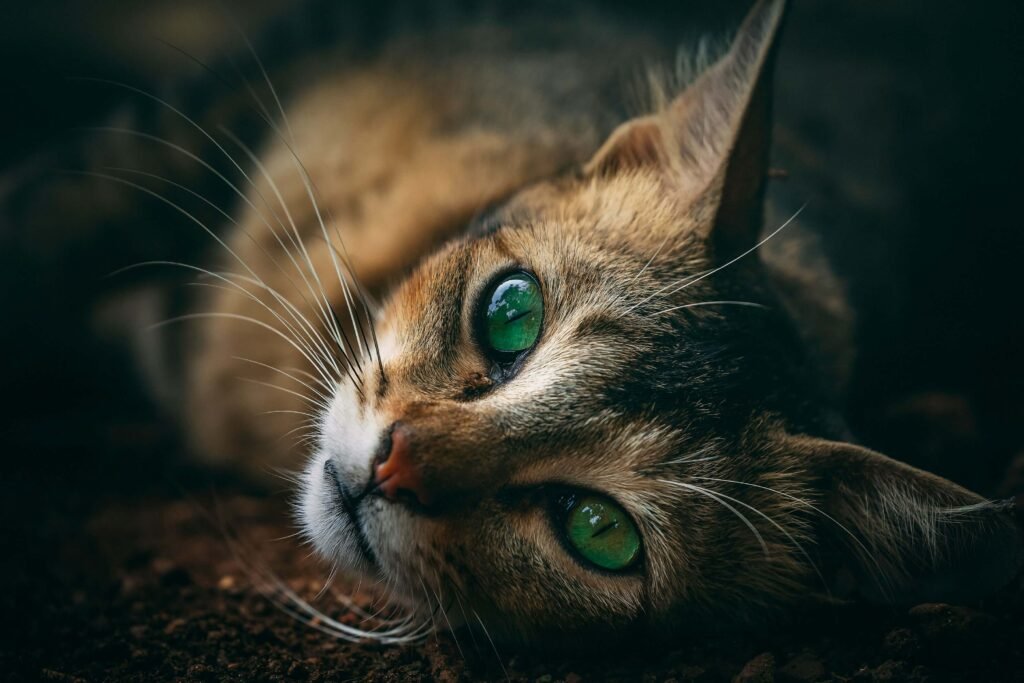 How to Punish a Cat for Peeing on Bed: Best 7 Tips!
