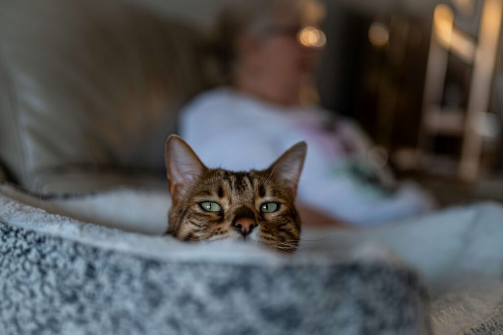 Understanding Rodent Ulcers in Cats: Best 7 Health Tips!
