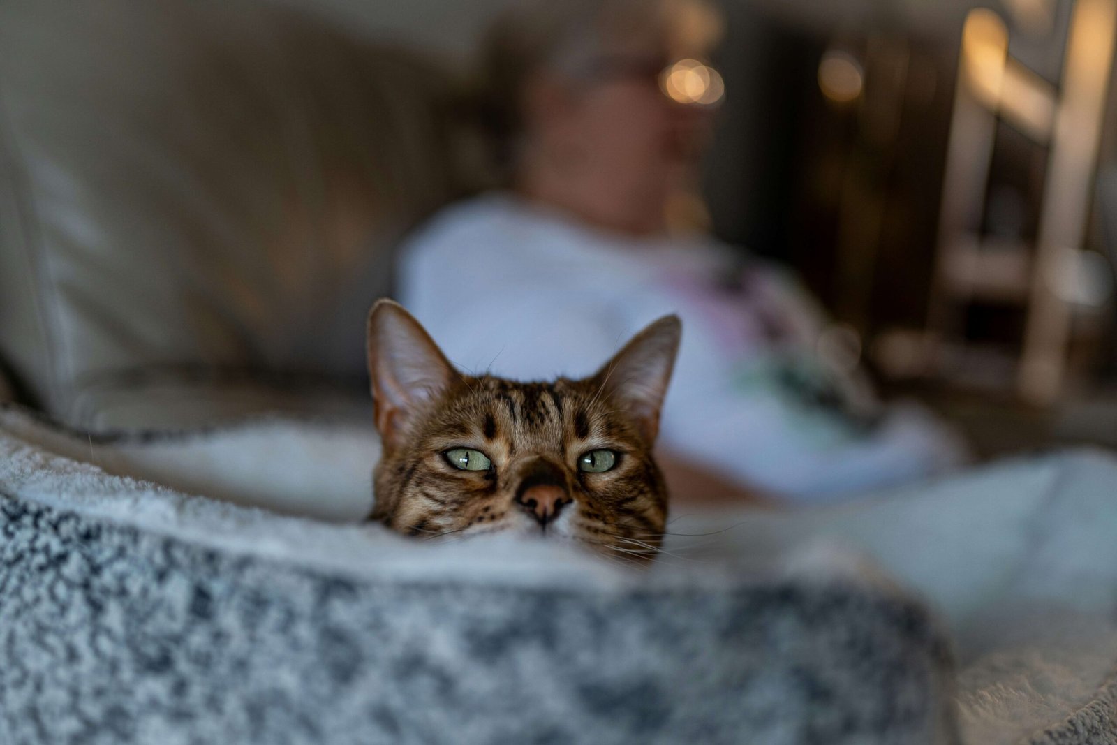 Understanding Rodent Ulcers in Cats: Best 7 Health Tips!