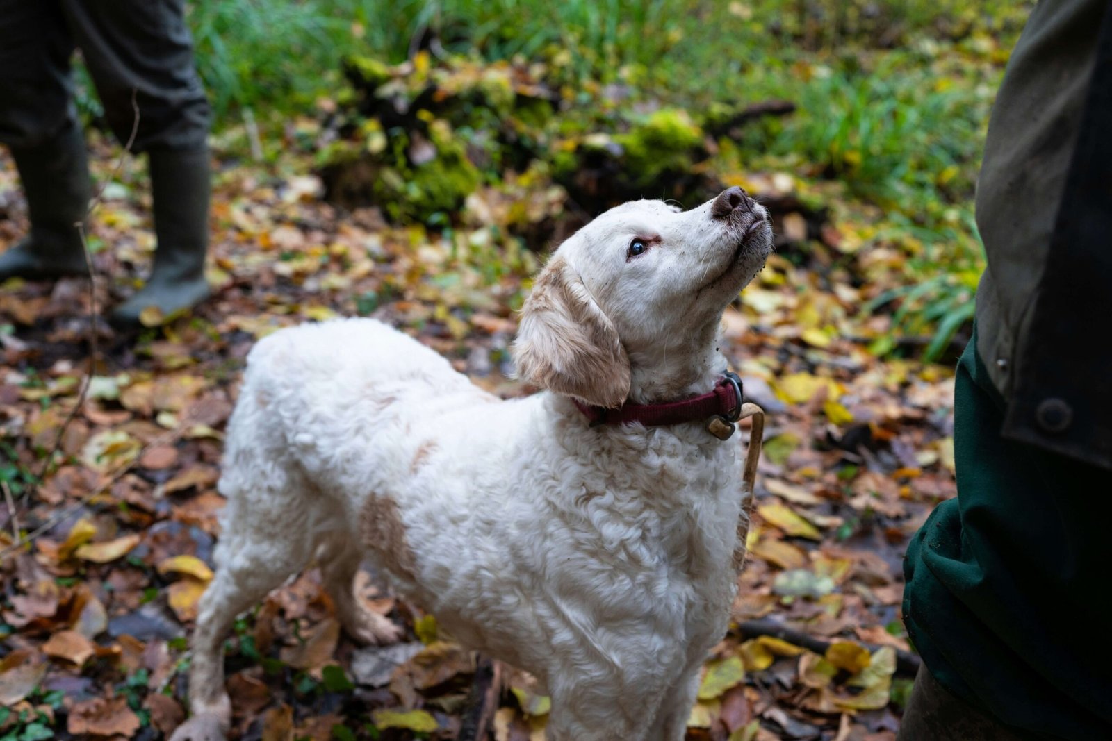 Can Dogs Eat Brussels Sprouts? Best 7 Expert Tips!