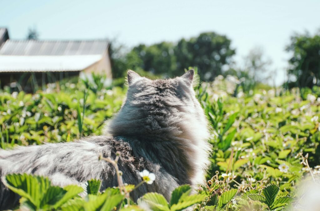 Cat Leg Whiskers: Best 7 Expert Tips!