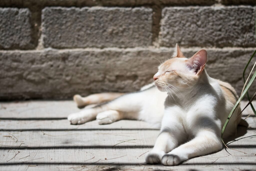 Cat Leg Anatomy: Best 7 Expert Tips!