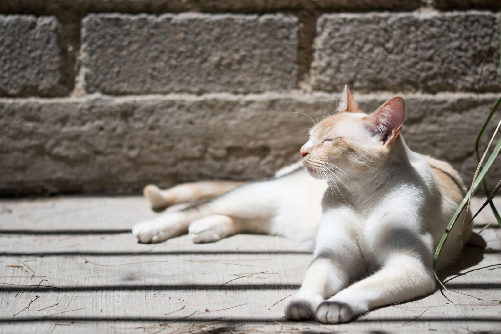 Cat Leg Anatomy: Best 7 Expert Tips!