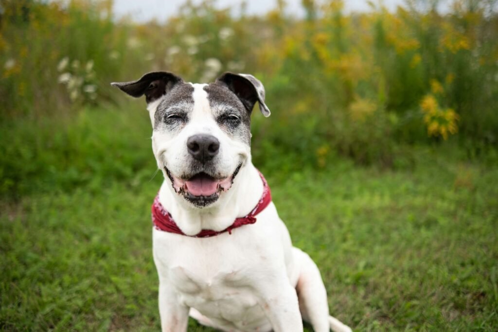 How to Train an Older Dog to Use a Pee Pad: Best 7 Tips!