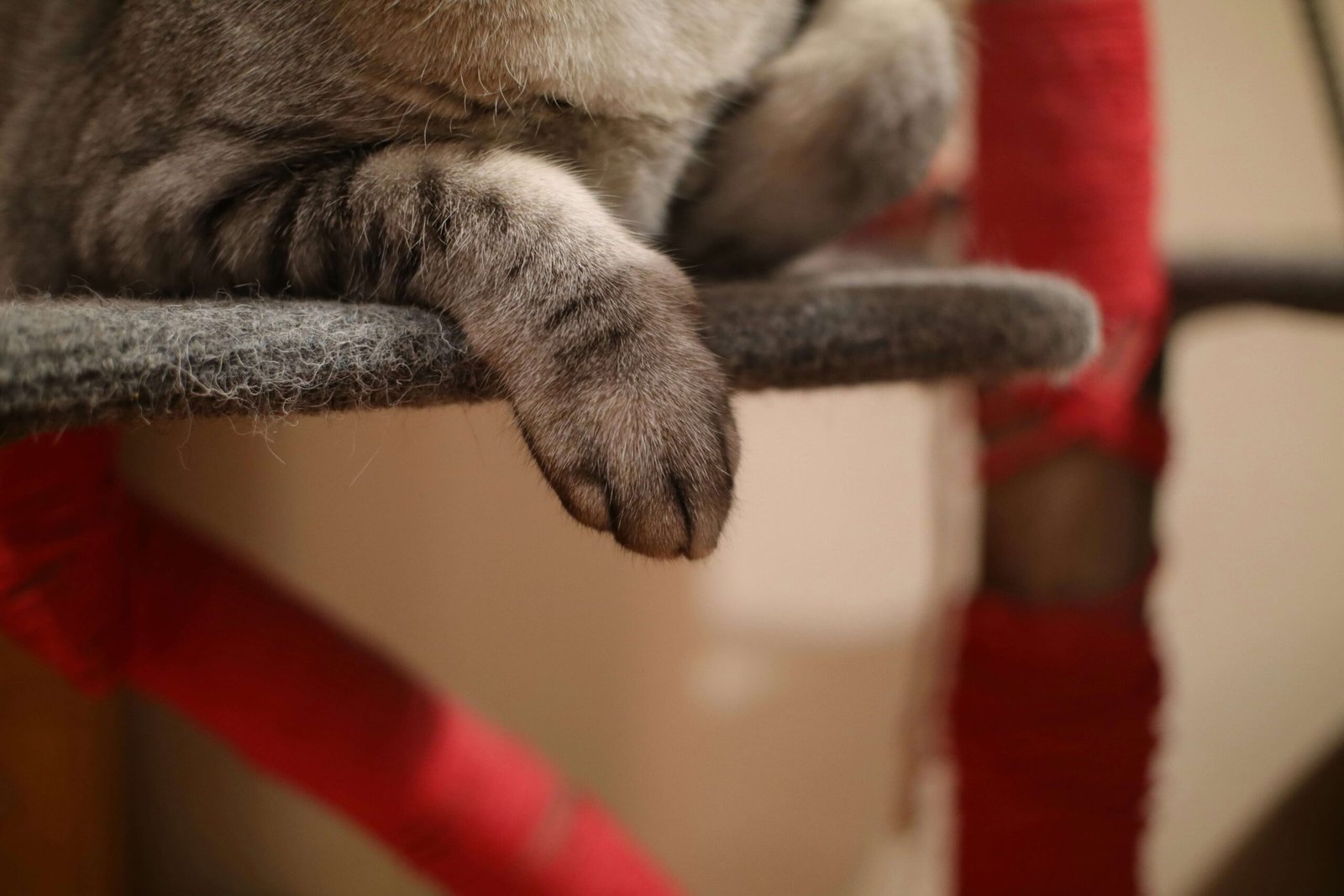 Why Overgrown Cat Claws Are a Problem: Best 7 Health Tips!