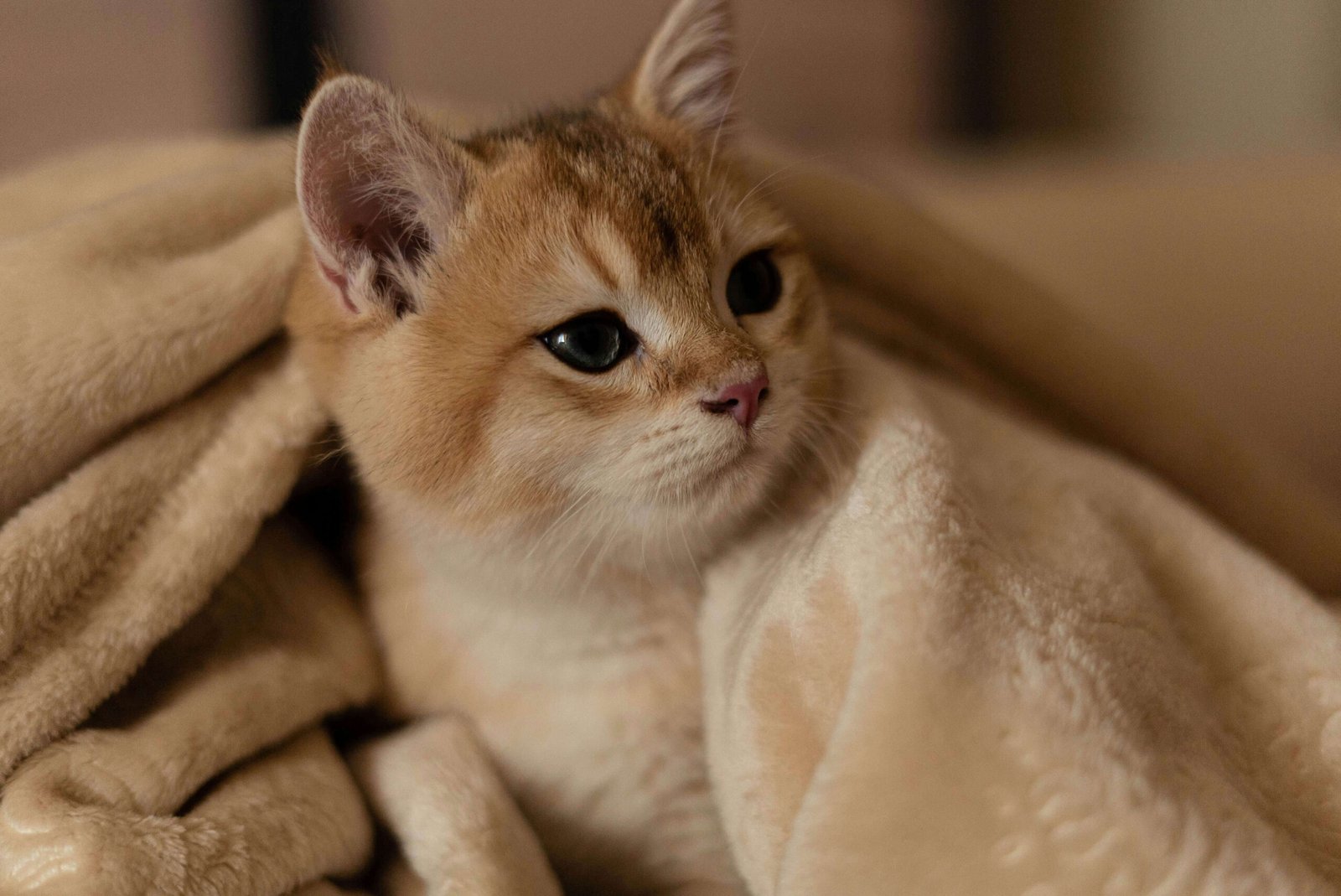 Why Is My Cat Peeing on the Couch? Best 7 Behavior Tips!