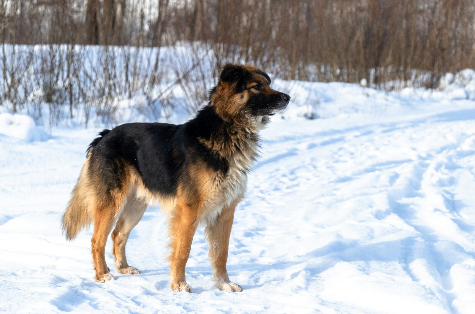 Dog Paw Soaks for Infections: Best 7 Health Tips!