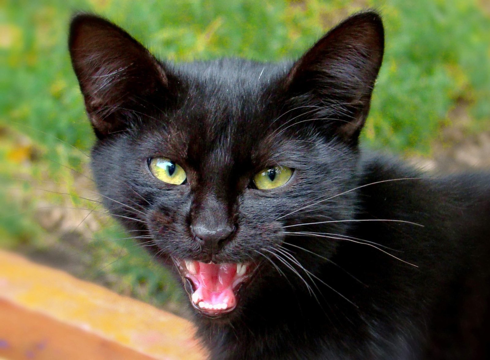 Why is My Cat Scratching the Wall? Best 7 Health Tips!